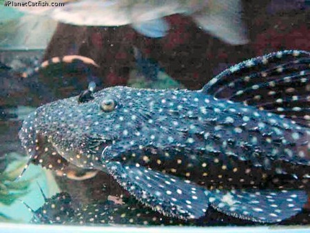 Pseudacanthicus sp. (L282)