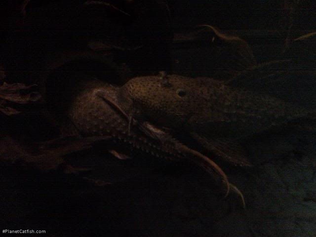 Pseudacanthicus spinosus