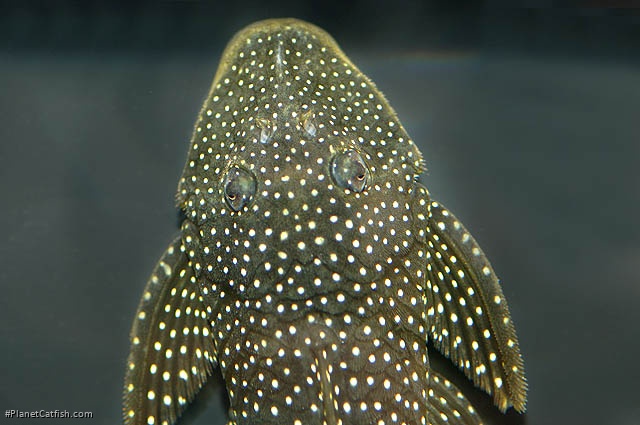 Pseudancistrus asurini