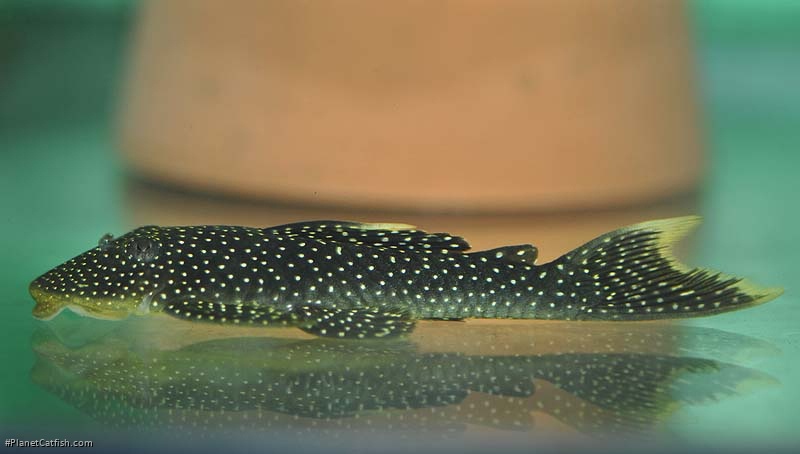 Pseudancistrus asurini