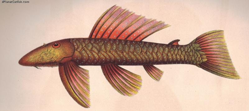 Pseudancistrus barbatus