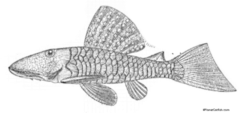 Pseudancistrus genisetiger