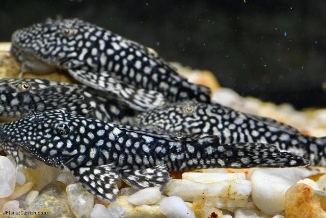 Pseudancistrus genisetiger