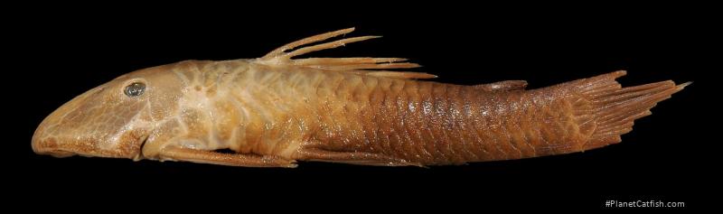Pseudancistrus guentheri