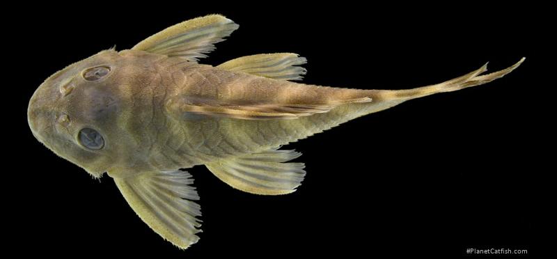 Pseudancistrus kwinti