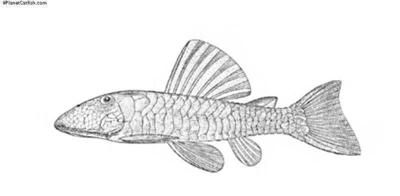 Pseudancistrus papariae