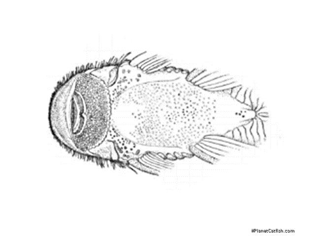 Pseudancistrus papariae