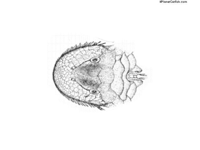 Pseudancistrus papariae