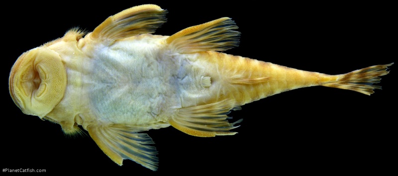 Pseudancistrus reus