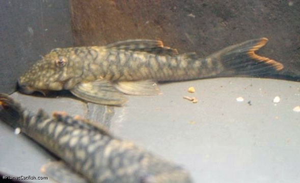 Pseudancistrus sp. (L122)