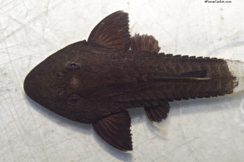 Pseudohemiodon aff. apithanos