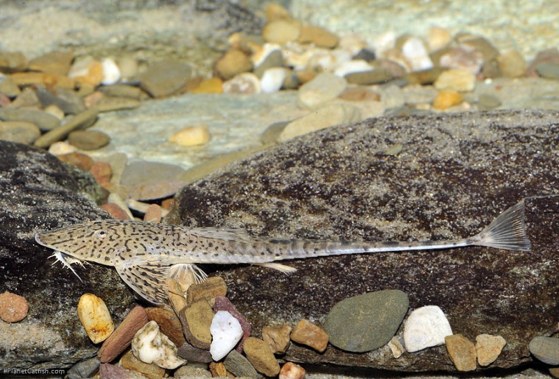 Pseudohemiodon almendarizi