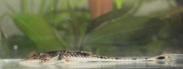 Pseudohemiodon platycephalus