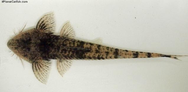 Pseudohemiodon platycephalus