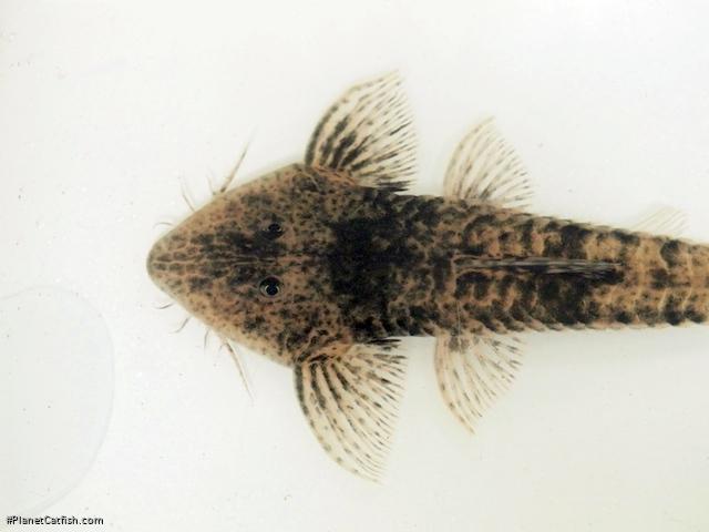 Pseudohemiodon platycephalus