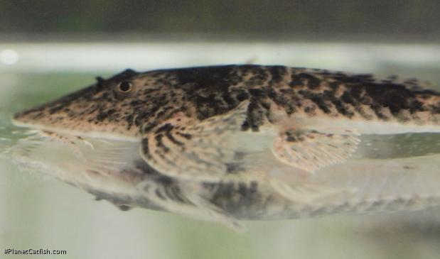 Pseudohemiodon platycephalus