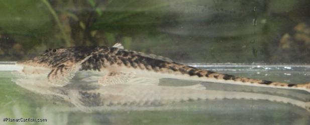 Pseudohemiodon platycephalus