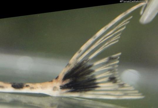 Pseudohemiodon platycephalus
