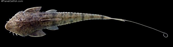 Pseudohemiodon sp. `AMAZONAS VENEZUELA`