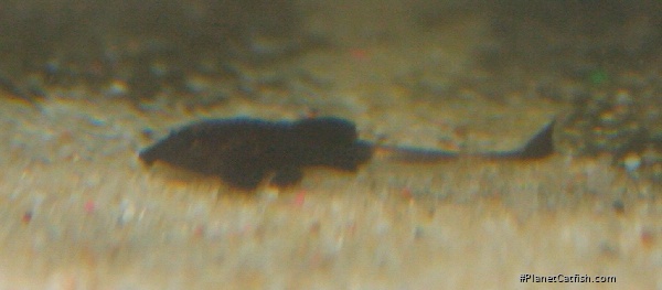 Pseudohemiodon sp. `MARBLED`