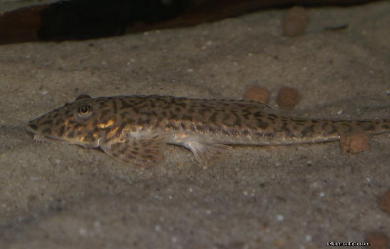 Pseudohemiodon thorectes