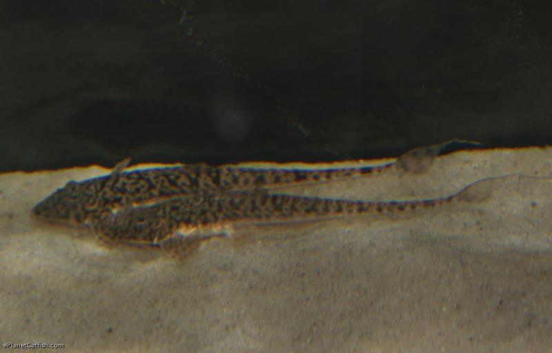 Pseudohemiodon thorectes