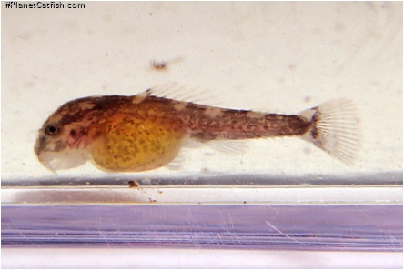 Pseudolithoxus dumus