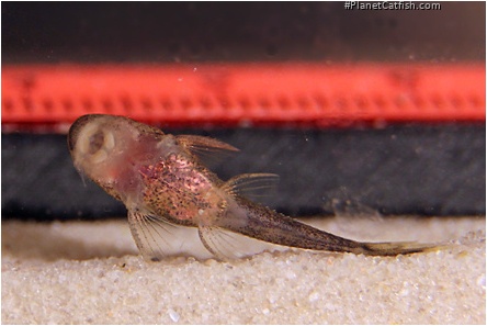 Pseudolithoxus dumus