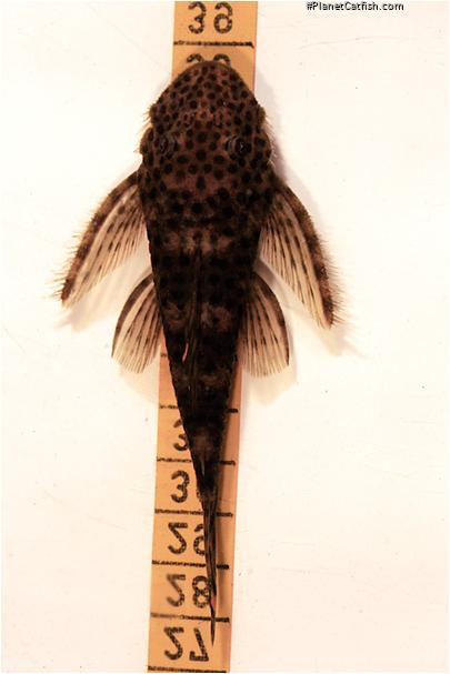 Pseudolithoxus dumus