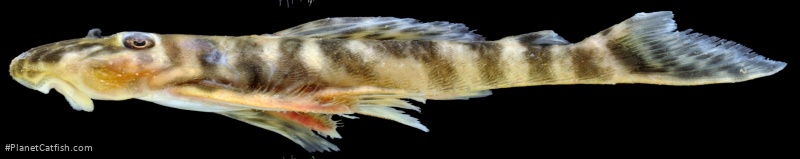 Pseudolithoxus kelsorum