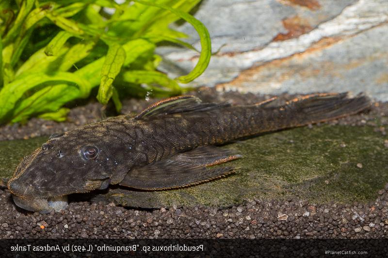 Pseudolithoxus kinja