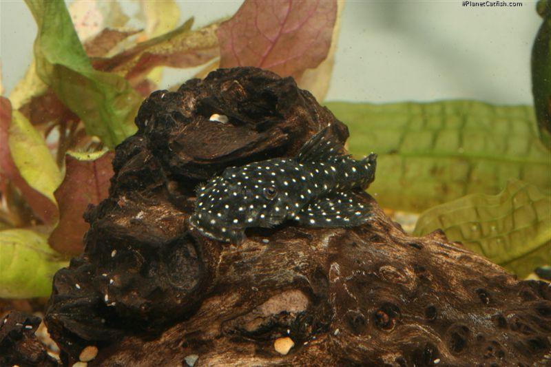 Pseudolithoxus sp. (1)