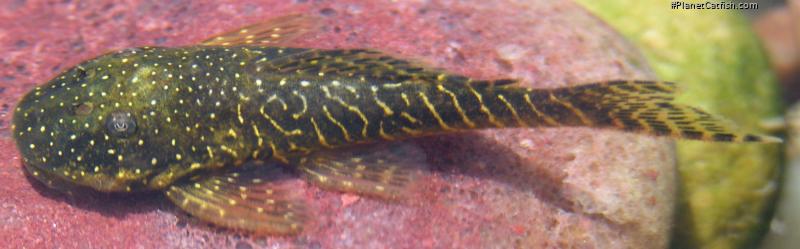 Pseudolithoxus stearleyi