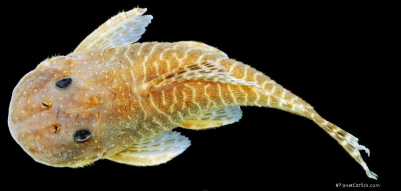 Pseudolithoxus stearleyi