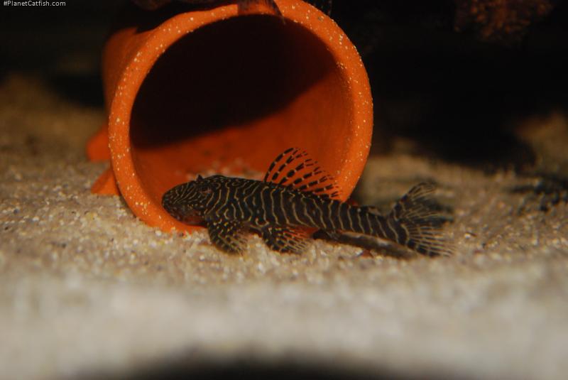 Pseudolithoxus tigris