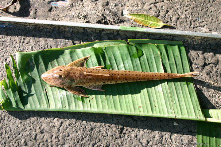 Pseudoloricaria laeviuscula