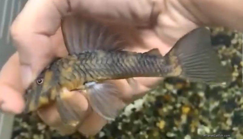 Pseudoqolus koko
