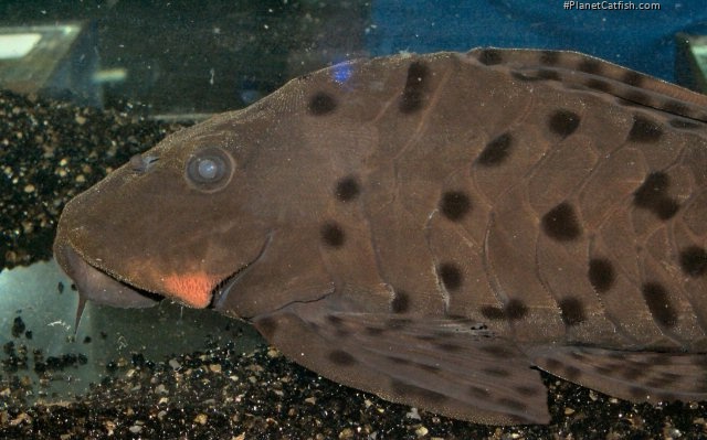 Pseudorinelepis sp. (L095)