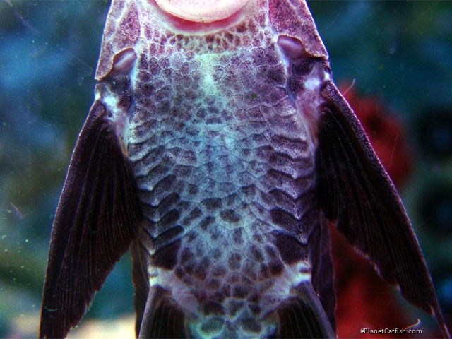 Pterosturisoma microps