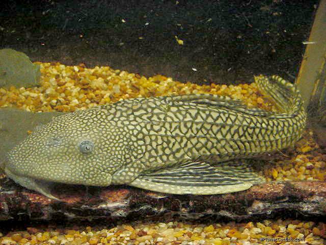 Pterygoplichthys ambrosettii