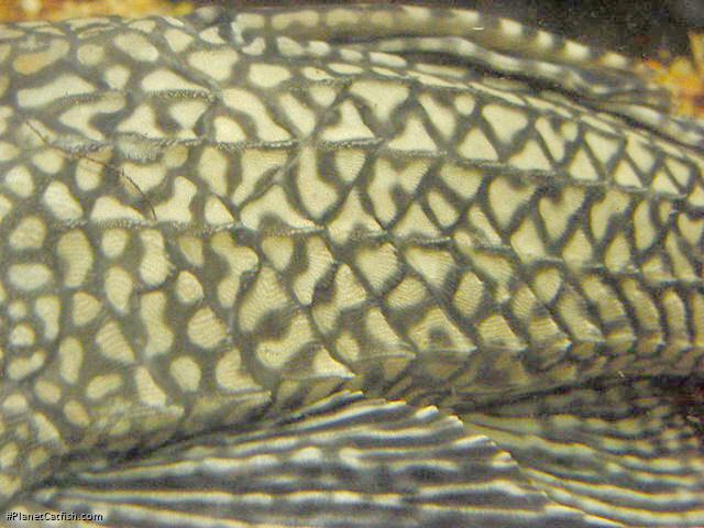 Pterygoplichthys ambrosettii