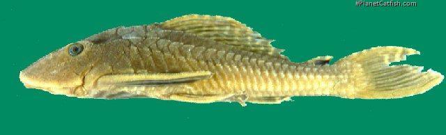 Pterygoplichthys etentaculatus