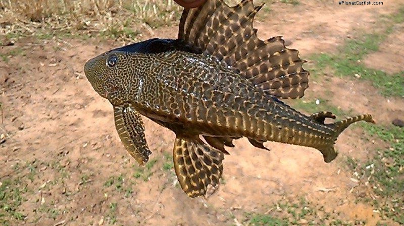 Pterygoplichthys etentaculatus