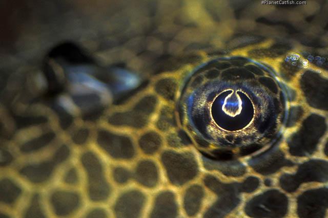 Pterygoplichthys gibbiceps