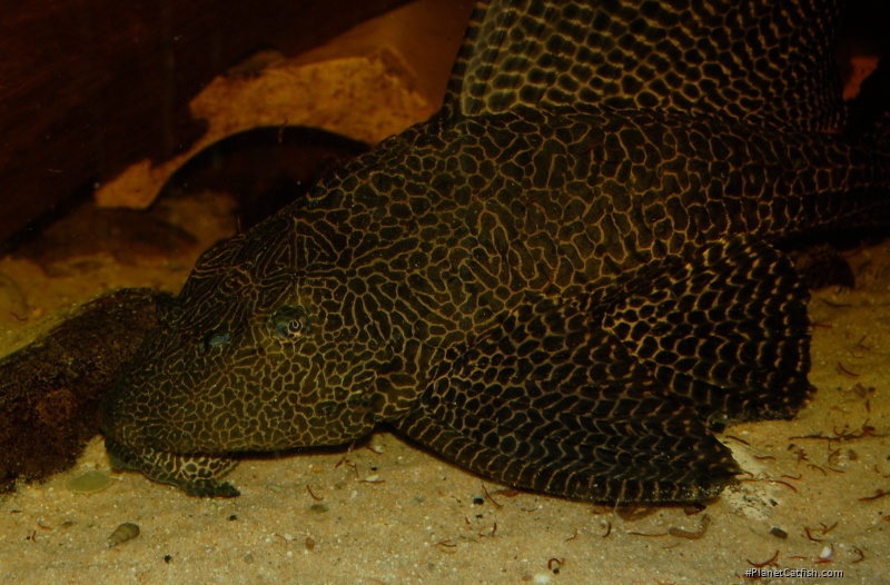 Pterygoplichthys gibbiceps