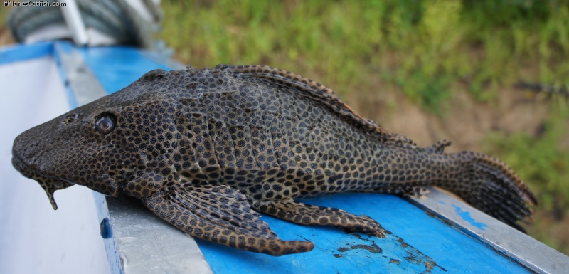 Pterygoplichthys gibbiceps