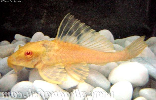 Pterygoplichthys gibbiceps