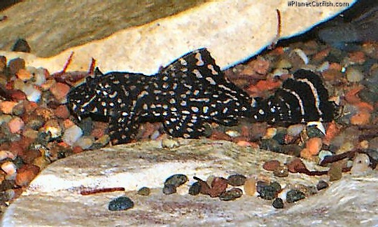 Pterygoplichthys joselimaianus