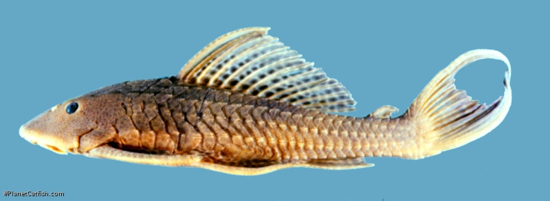 Pterygoplichthys multiradiatus