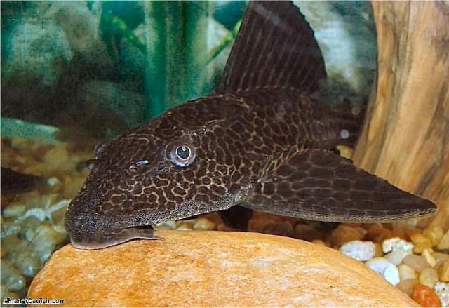 Pterygoplichthys pardalis